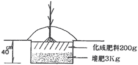 楮の定植