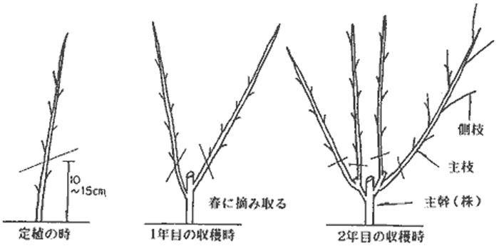 楮の整枝